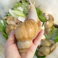 فروش حلزون بزرگ