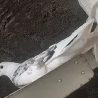 کفتر|پرنده|جیرفت, |دیوار