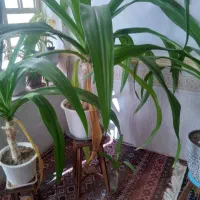 گل طبیعی|گل و گیاه طبیعی|کازرون, |دیوار