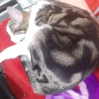 گربه گمشده دزدیده شده|حیوانات|پاکدشت, پاکدشت (مامازند)|دیوار