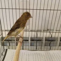 قناری نر|پرنده|رشت, سعدی (تختی)|دیوار