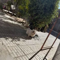 پیکینیزامپریال نر|سگ|شهرضا, |دیوار