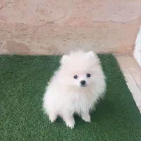 توله پامرانین خرسی عروسکی