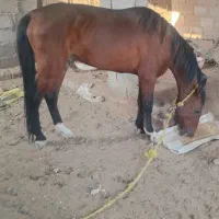 فروش اسب کورسی