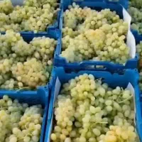 درخواست سرکارگر و نیرو برای سورتینگ، باغ و سردخونه