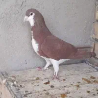 چند کبوتر