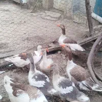 غاز