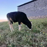 گوساله نرعروسک