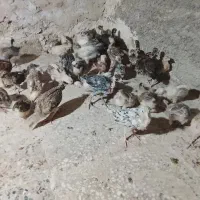 جوجه محلی