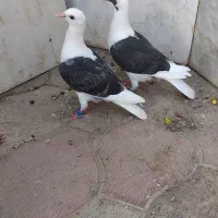 دوتا جوجه نر
