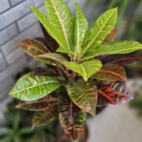 کروتون،شفلرا،افوربیا