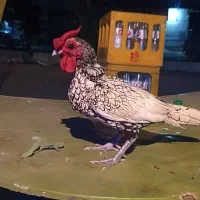 خروس|حیوانات مزرعه|کرمانشاه, |دیوار