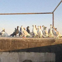 ی چق کبوتربوم چارشینی بازی زدوخورد بیجا