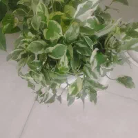 گل طبیعی|گل و گیاه طبیعی|صحنه, |دیوار