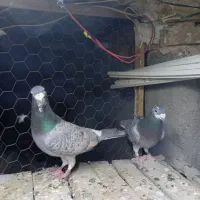 کبوتر جفگاه|پرنده|تربت‌حیدریه, حاجی یار‎|دیوار