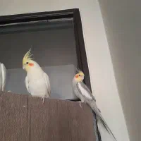 فروش عروس هلندی