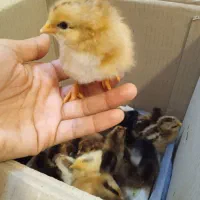 جوجه ۱۰ روزه (گلپایگان اصلاح شده) درجه یک