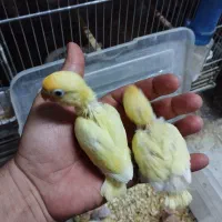 برزیلی پاربلو اوپلاین پیل فالو و جوجه نرم خور