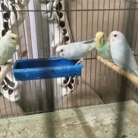 دو جفت مرغ عشق|پرنده|قم, باغ پنبه|دیوار