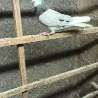 نر سرور هما