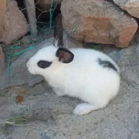 خرگوش یک ماهه نر و ماده