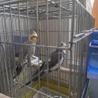 یک جفت عروس هلندی نرودا نرودا نروماده تخم گذار