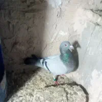 ماده|پرنده|مراغه, |دیوار