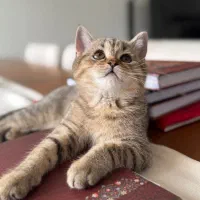 گربه اسکاتیش|گربه|گرگان, |دیوار