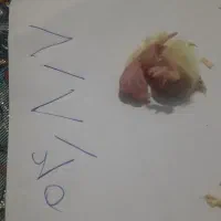 فروش ویژه عروس هلندی