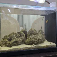 آکواریوم آب شور|ماهی|چمران, |دیوار