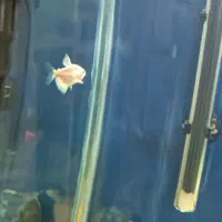 ماهی و ملزومات دکور اکواریوم|ماهی|کرج, آق تپه|دیوار