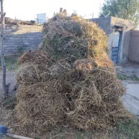 علف و یونجه|حیوانات مزرعه|ماکو, |دیوار