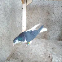 کبوتر ماده ساده اصلی