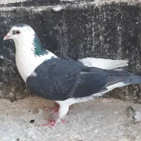 کبوتر آلمانی سبزوسفیدورنگه|پرنده|مشهد, امیریه|دیوار