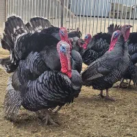 تخ*م ب وقلمون ن طفه د ار