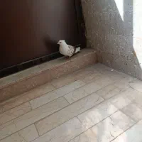 کبوتر دوبالی