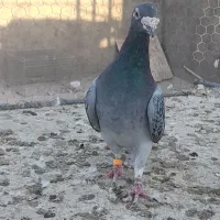 کبوتر پلاکی مسافتی وآلمانی وکارل میولمنز|پرنده|تفت, |دیوار