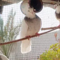 طوقی هفت رنگ