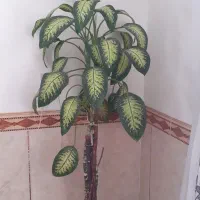 فروش گل سالم وزیبا