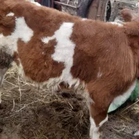 ۳راس گوساله نر۱ سیمتال نرفروشی