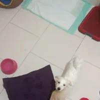 سگ خوشگل و توپر|سگ|تهران, اتابک|دیوار