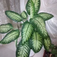 کتاب گیاهان ورق بزنین
