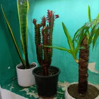 گل گیاه|گل و گیاه طبیعی|تربت جام, جامی|دیوار