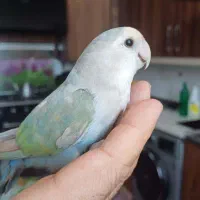 کوتوله برزیلی دستی