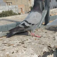 پرنده کبوتر سوسکی سبز|پرنده|گنبد کاووس, |دیوار