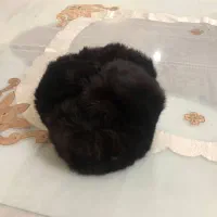 کلاه روسی|لباس|میانه, |دیوار