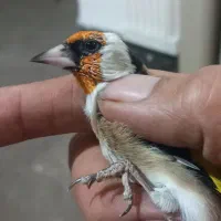 جوجه سرهای امسال کلکسیونی|پرنده|نهاوند, |دیوار