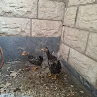 جوجه عربی