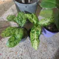 فروش انواع گلهای زینتی واپارتمانی