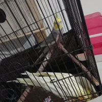 دو جفت عروس هلند سالم نر ماده|پرنده|شبستر, |دیوار